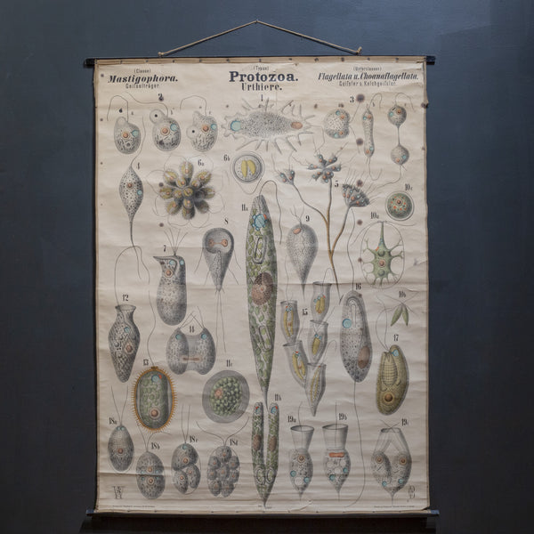 19th c. German Scientific School Wall Chart of Protozoa c.1877-1892