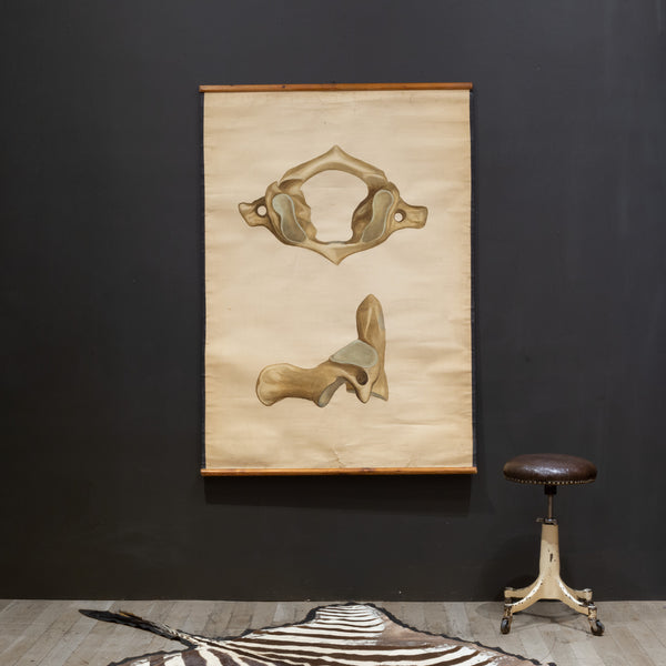 Antique Medical Class Anatomy Scroll of a Pelvis c.1920-1940