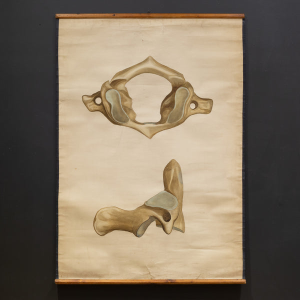 Antique Medical Class Anatomy Scroll of a Pelvis c.1920-1940