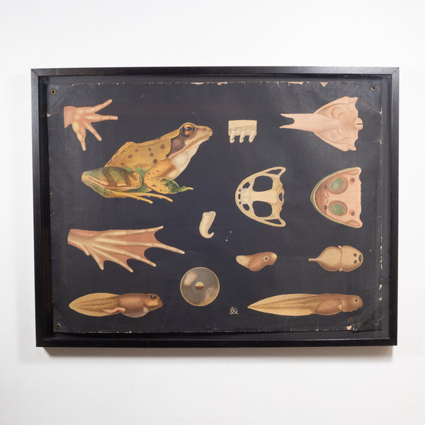 Dutch School House Science Class Scroll of Frog Anatomy c.1930-1950