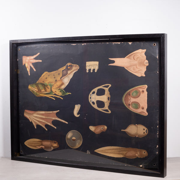 Dutch School House Science Class Scroll of Frog Anatomy c.1930-1950