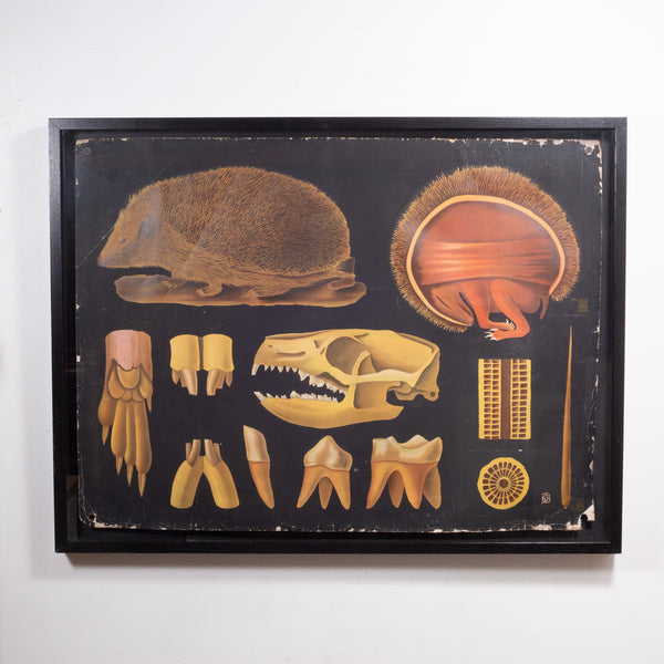 Dutch School House Science Class Scroll of Hedgehog Anatomy c.1930-1950