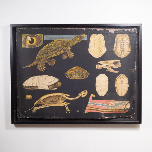 Dutch School House Science Class Scroll of Turtle Anatomy c.1930-1950