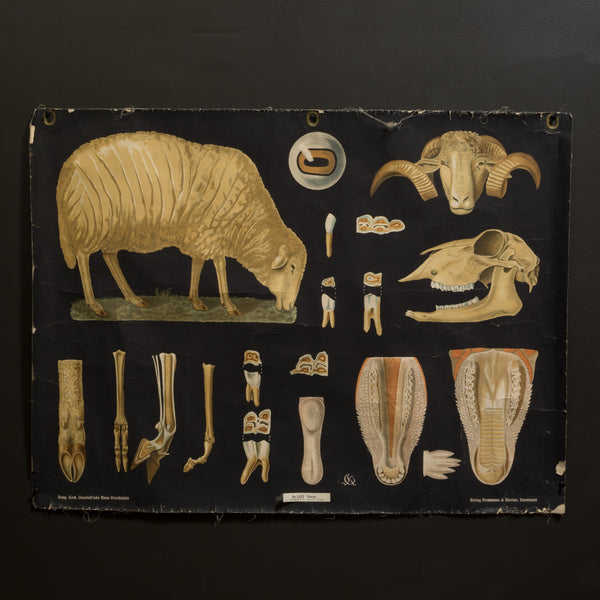 Vintage Dutch Science Class Chart of Sheep Anatomy c.1930