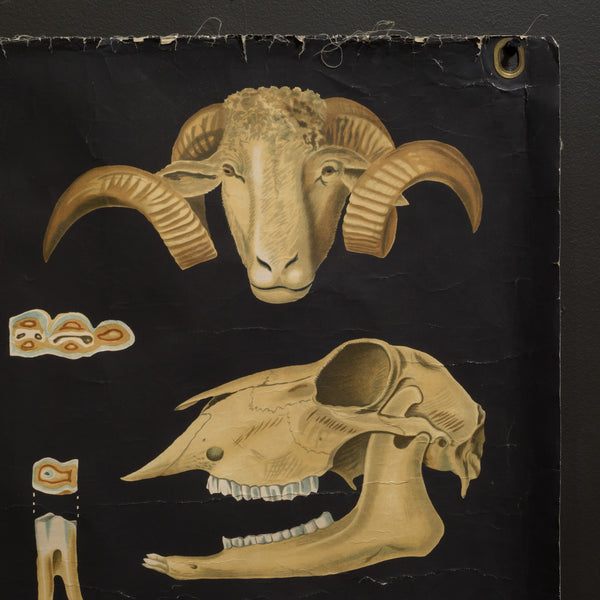 Vintage Dutch Science Class Chart of Sheep Anatomy c.1930