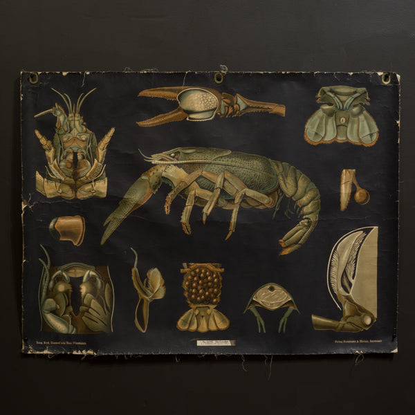 Vintage Dutch Science Class Chart of Crayfish Anatomy c.1930