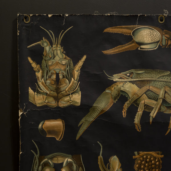 Vintage Dutch Science Class Chart of Crayfish Anatomy c.1930