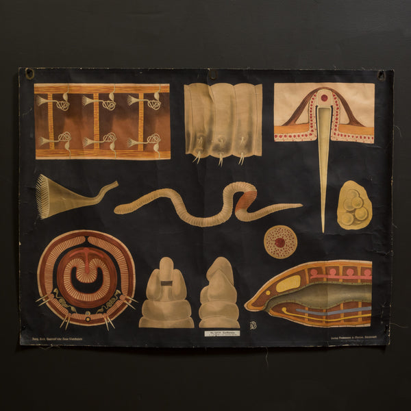 Vintage Dutch Science Class Chart of Earthworm Anatomy c.1930