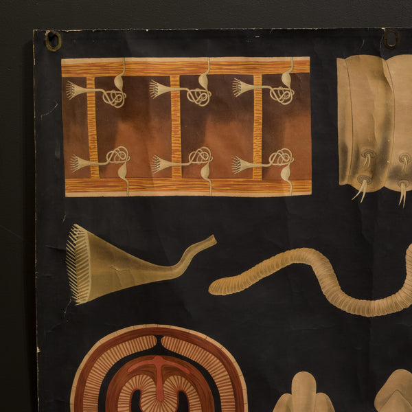 Vintage Dutch Science Class Chart of Earthworm Anatomy c.1930